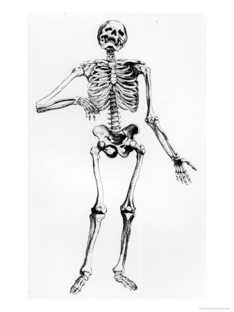 the human skeleton guise
